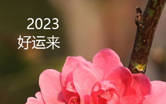 春暖花開季  又是一年逢春時